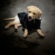 HM Molly Faux Leather Jacket - Jacket For Small Dogs & Puppies Online