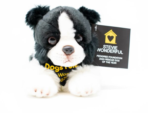 Stevie Wonderful: PEDIGREE Foundation 2020 Rescue Dog of the Year For Discount